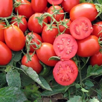 بذر گوجه فرنگی هاینز 3402