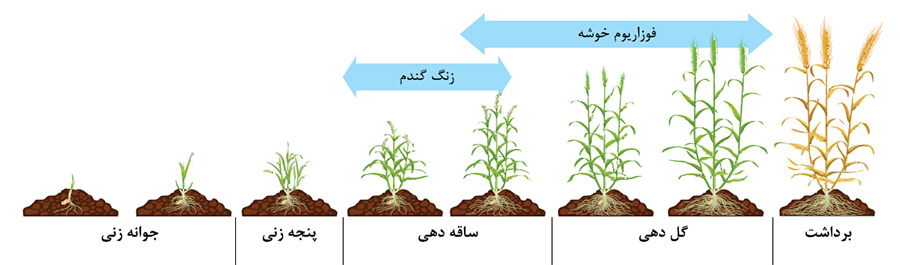 سم قارچ کش رکس دو