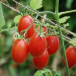 بذر گوجه زیتونی رابی