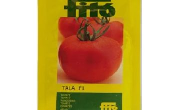 بذر گوجه فرنگی طلا (Tala)