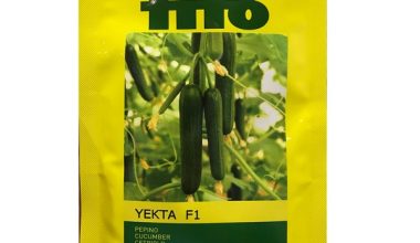 بذر خیار گلخانه ای یکتا