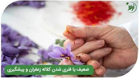 Springing of saffron stigma