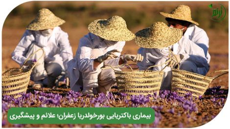 بورخولدریا زعفران