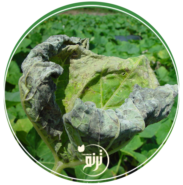 downy mildew