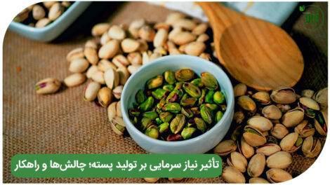 Pistachios chilling requirement