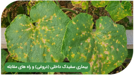 downy mildew