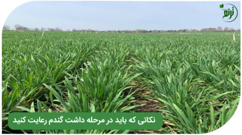 Wheat maturity