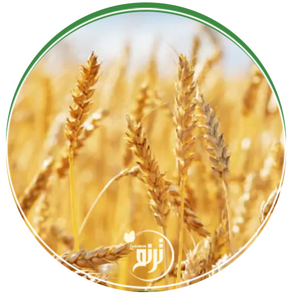 Wheat maturity