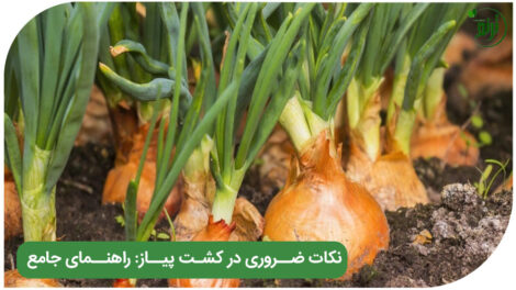 onion-cultivation