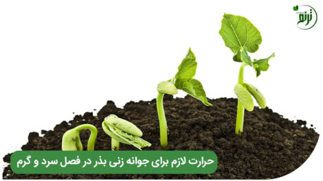 Seed germination