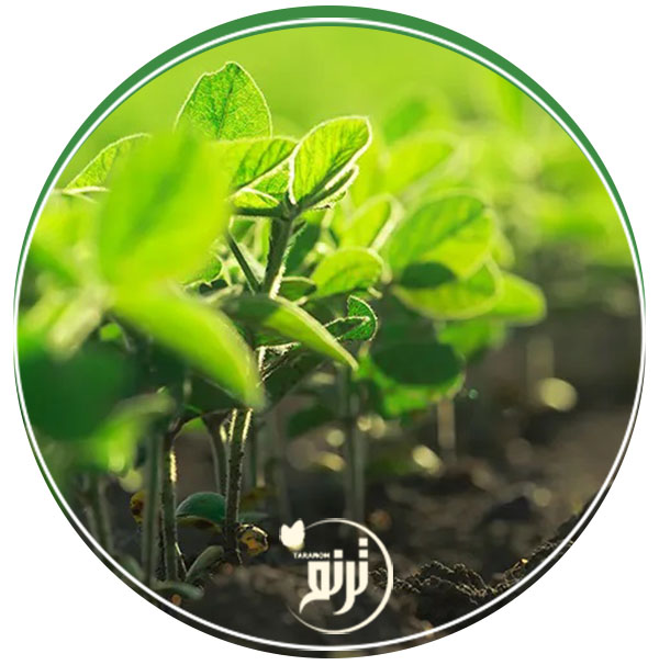 Pesticides allowed in organic farming