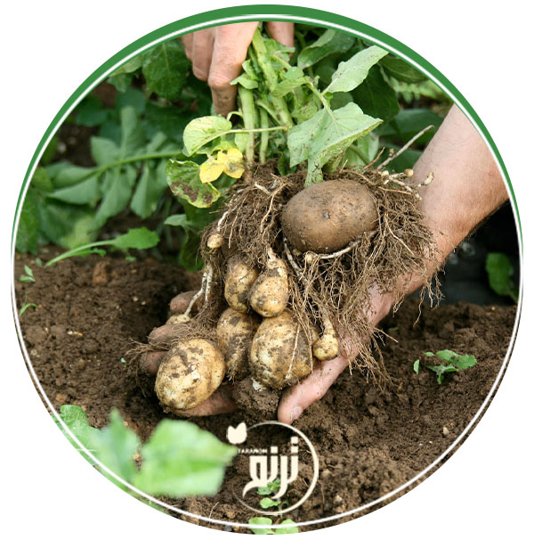 Pesticides allowed in organic farming